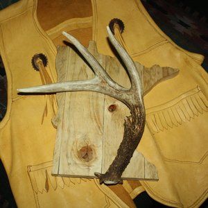 Deer Antler Shed On Minnesota Plaque